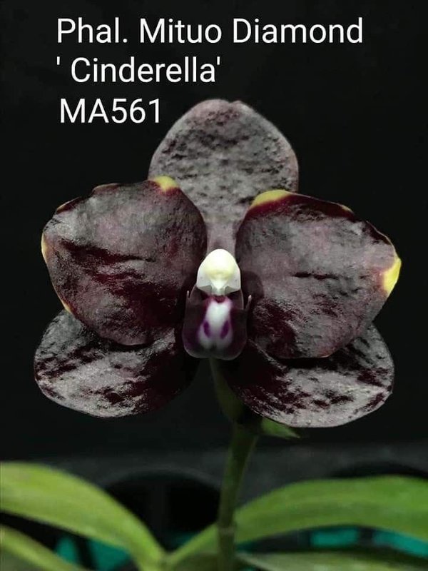 Phalaenopsis Mituo Diamond 'Cinderella'