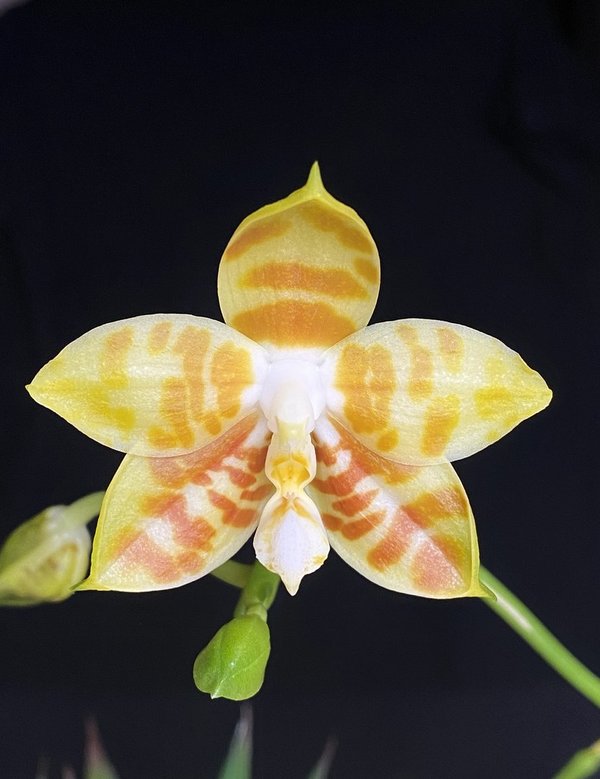 Phalaenopsis Zheng Min Hazel 'flava'
