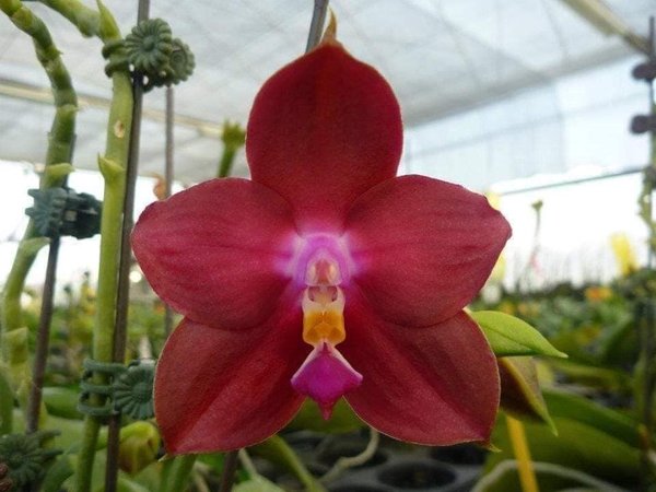 Phalaenopsis LD's Bear King 'RK-2' AM/AOS