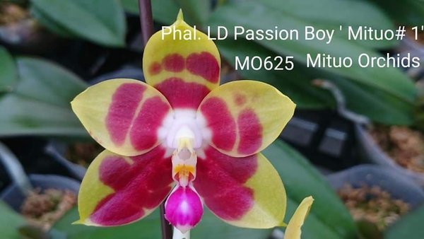 Phalaenopsis LD Passion Boy 'Mituo #1'