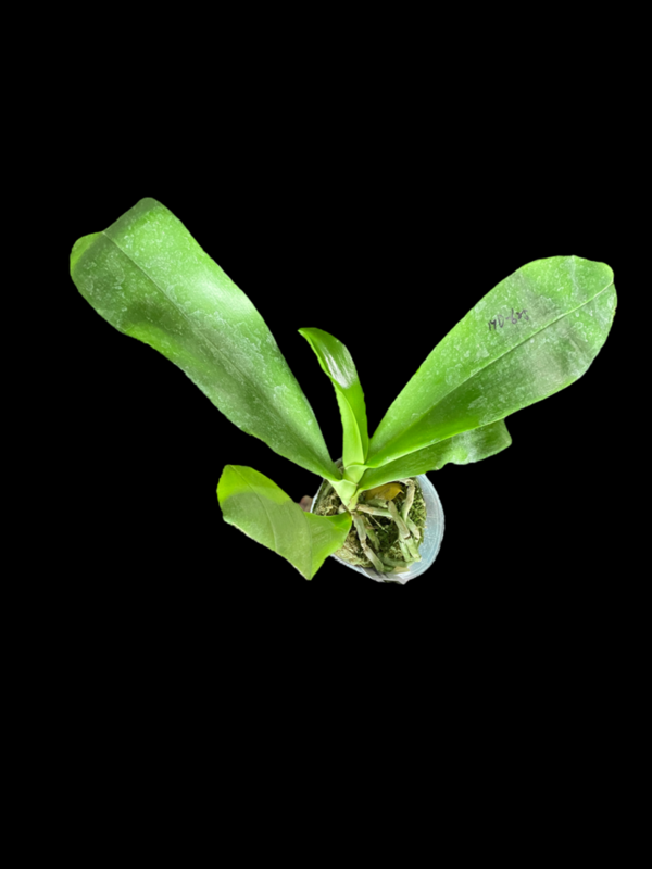 Phalaenopsis LD Passion Boy 'Mituo #1'