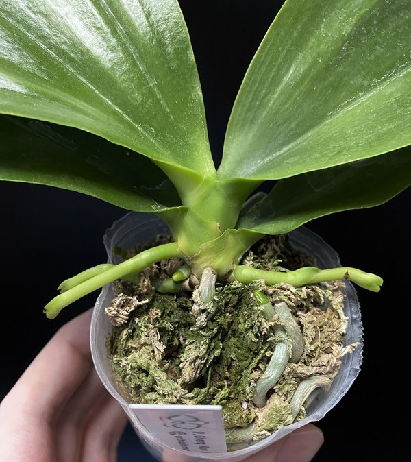 Phalaenopsis Chang Maw Jade