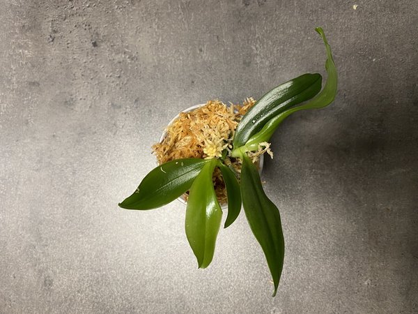 Phalaenopsis Stromini - Doppelpflanze