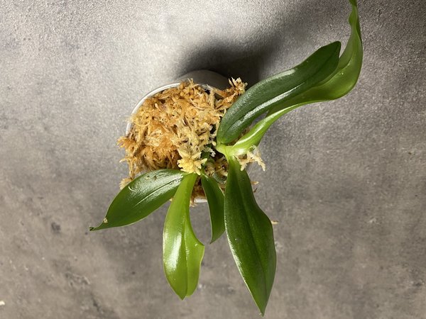 Phalaenopsis Stromini - Doppelpflanze