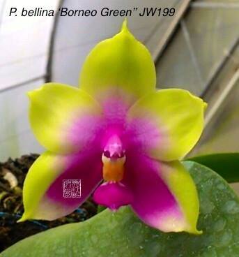 Phal. bellina 'Borneo Green’
