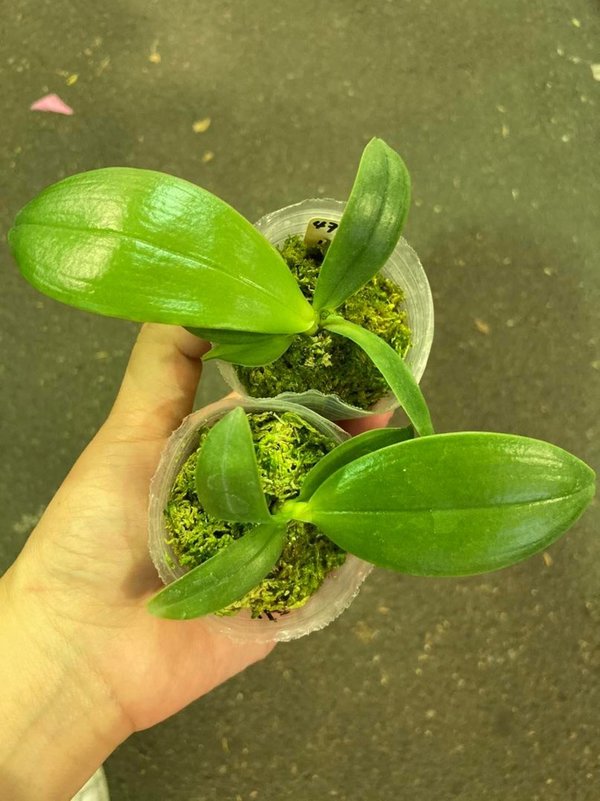 Phalaenopsis bellina “Fire Shape No. 2”