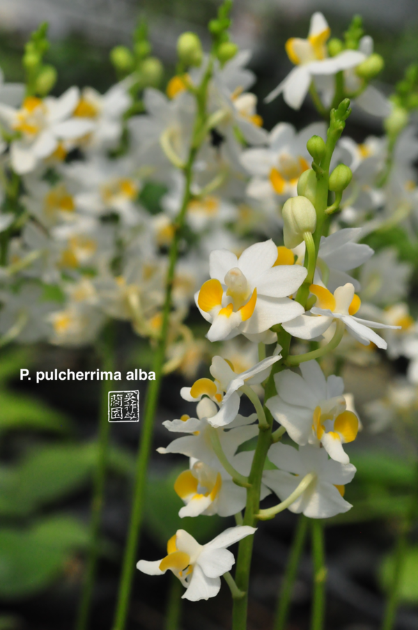 Phal. pulcherrima alba