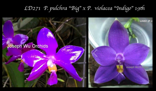 P. Fintje Kunriawati (P. pulchra “Big” X P. violacea indigo”)