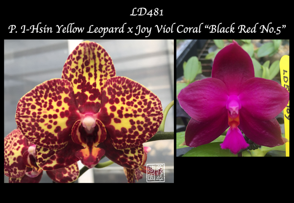 Phal. I-Hsin Yellow Leopard x Joy Viol Coral “Black Red No.5”
