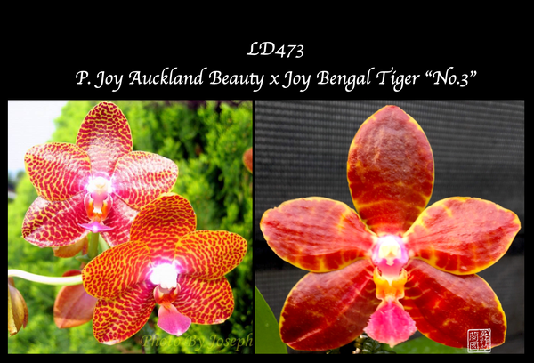 Phal. Joy Auckland Beauty x Joy Bengal Tiger