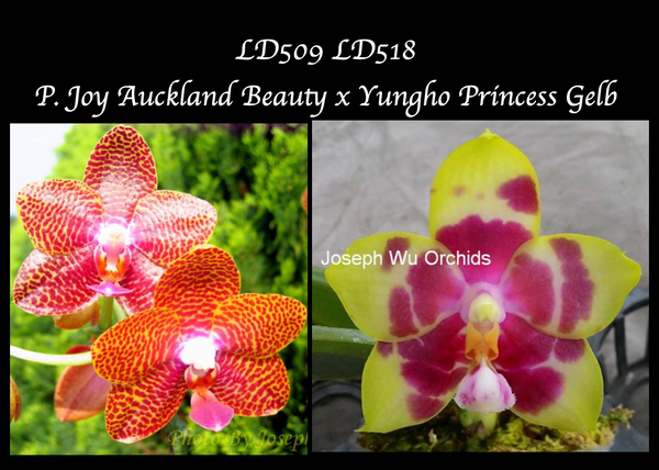P. Joy Auckland Beauty x Yungho Princess Gelb