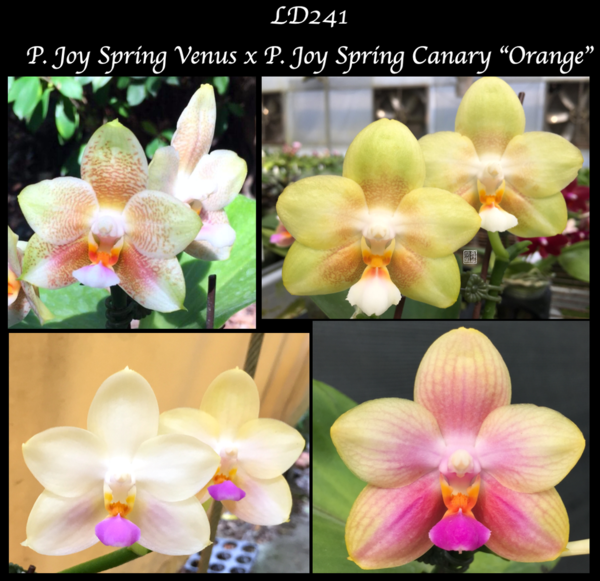 P. Joy Spring Venus x P. Joy Spring Canary “Orange”