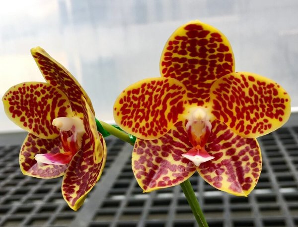 Phal. Chienlung Golden Gigan 'Prince'