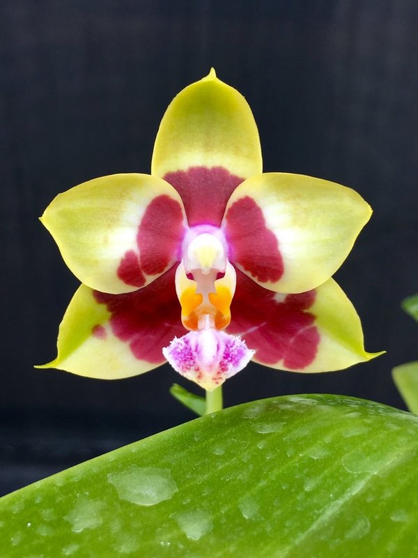 Phal. Chienlung Sweetheart 'Japan'