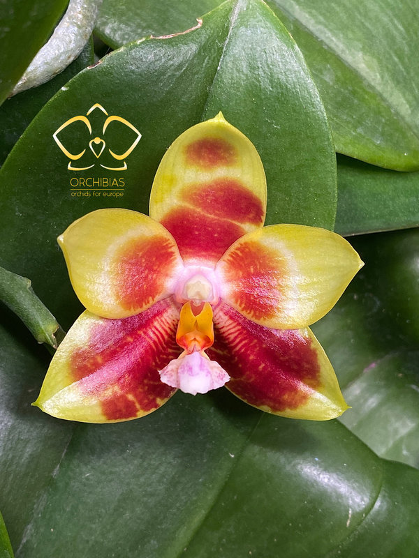 Phal. Chienlung Sweetheart
