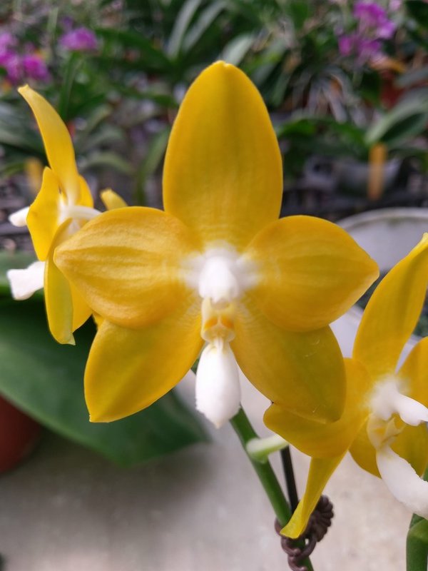 Phal. Nobby's Green Eagle 'Golden Country' AM-AOS, SM 1st/WOC 2021
