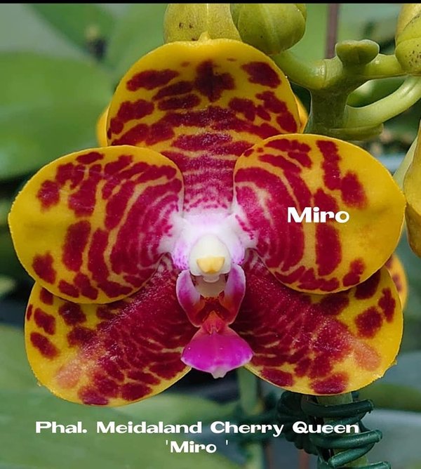Phal. Meidaland Cherry Queen 'Miro'