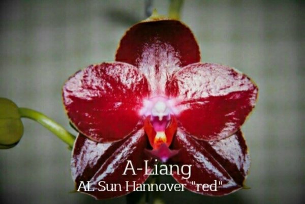 Phal. AL Sun Hannover 'Red' - AM/AOS