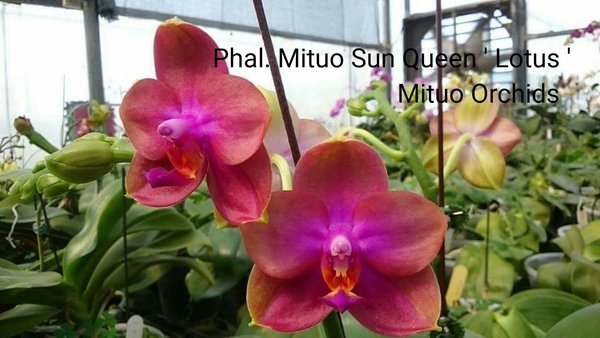 Phal. Mituo Sun Queen 'Lotus'