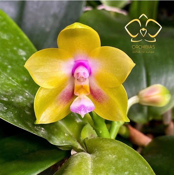 Phal. Mituo Gelb Eagle ‘Oriole ‘