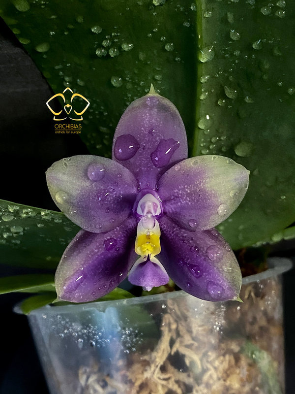 Phal. Mituo Blue Bear 'Mituo #1'