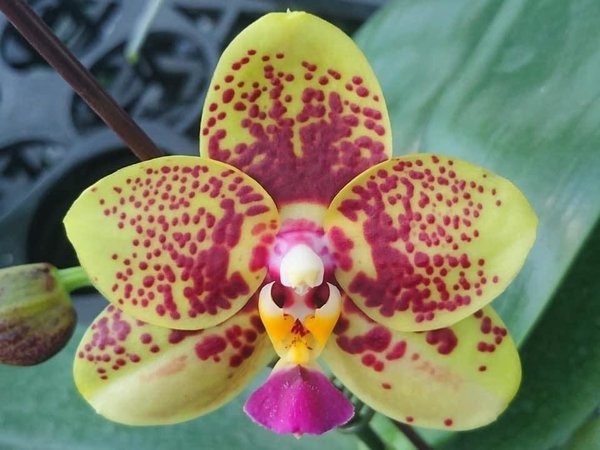 Phal. Mituo Muscadine 'Mituo #1'