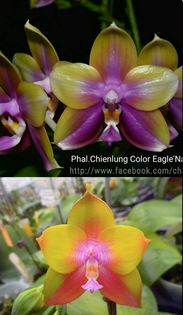 Phal. Chienlung color eagle ‘Nan’ x LD Double Dragon “MO915-3”