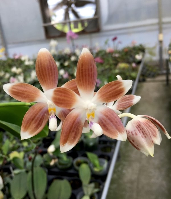 P. tetraspis "Brown with middle white"