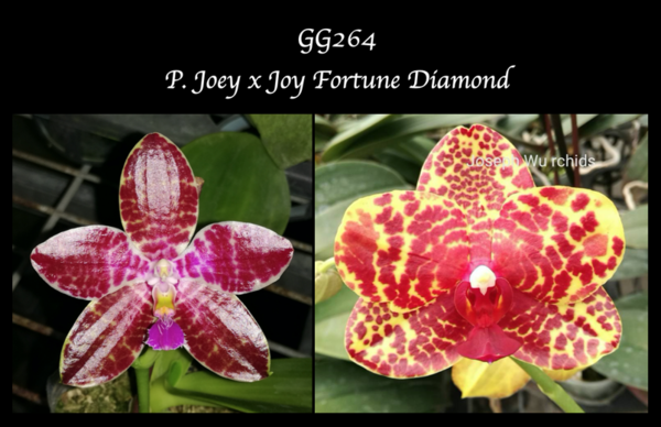 P. Joey x Joy Fortune Diamond seedling