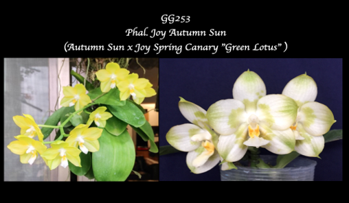 P. Joy Autumn Sun (Autumn Sun x Joy Spring Canary "Green Lotus" ) silbing