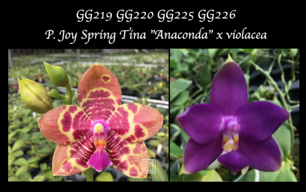 P. Joy Spring Tina "Anaconda" x violacea