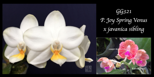 P. Joy Spring Venus x javanica seedling