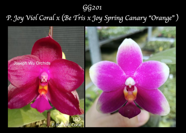 P. Joy Viol Coral x (Be Tris x Joy Spring Canary “Orange” ) seedling