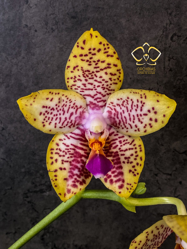 Phal. Orchid World "LW457"