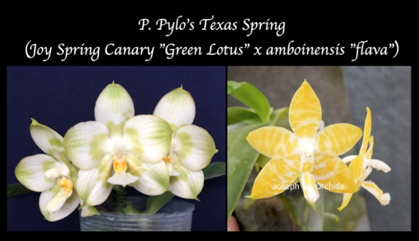 P. Pylo's Texas Spring (Joy Spring Canary "Green Lotus" x amboinensis "flava")