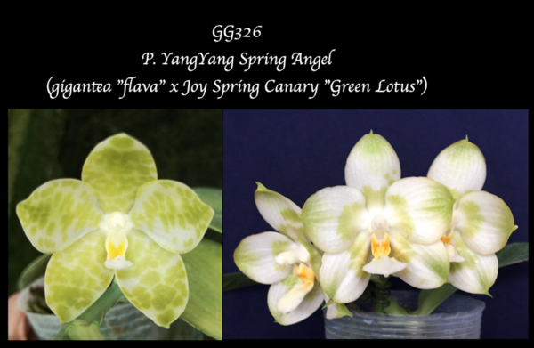 P. YangYang Spring Angel