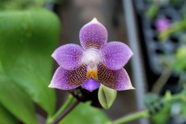 Phal. Lioulin Blue Star (special type and spots)