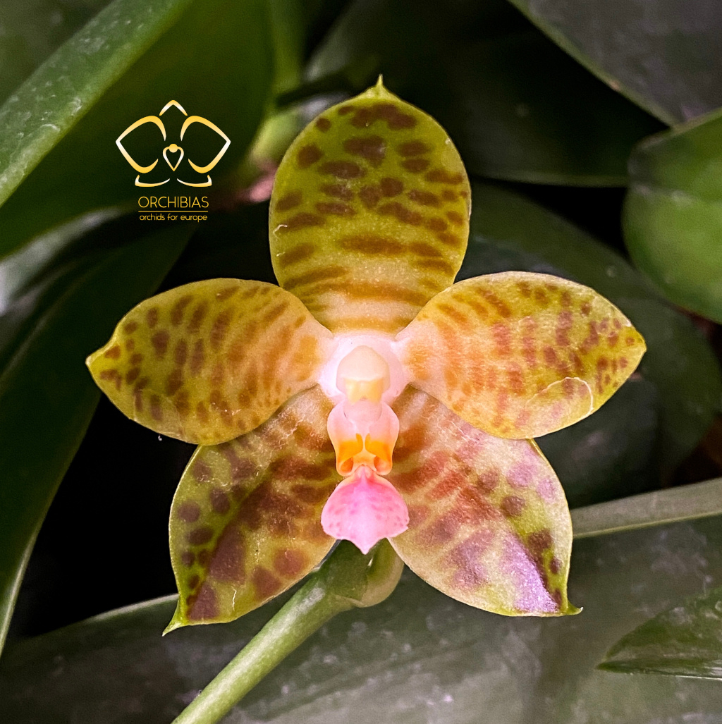 Odontioda Samurai 1 blühfähige Orchidee der Sorte 13cm Topf 