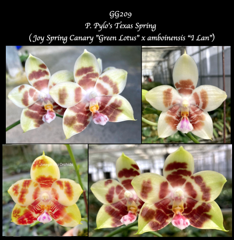 Phal. Pylo's Texas Spring (Joy Spring Canary "Green Lotus" x amboinensis "I-Lan")