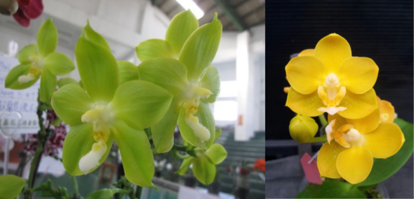 Phal. Yaphon green Lotus x Chienlung Cricket