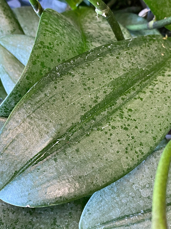 Phal. LZ33-19 - Silver Leaf