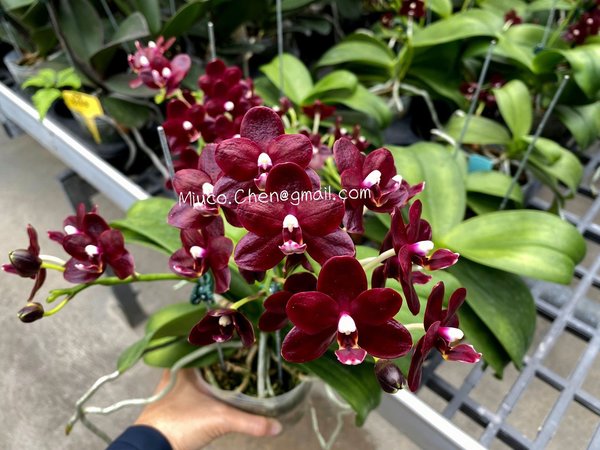 Phal. Natsume’s Berry GOLD/TIOS