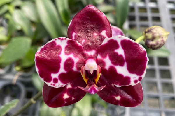 Phal. Mituo Sunrise 'Snow Red'