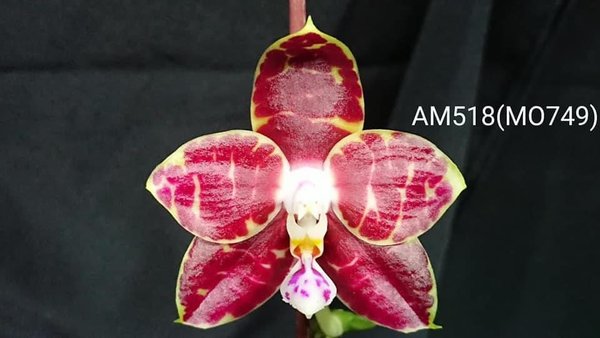 Phal. Mituo Mibs Passion 'Mituo #1'