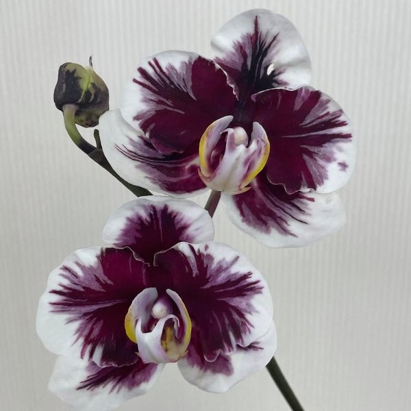 Phal. Hsinying Little Knight 'Voodoo'