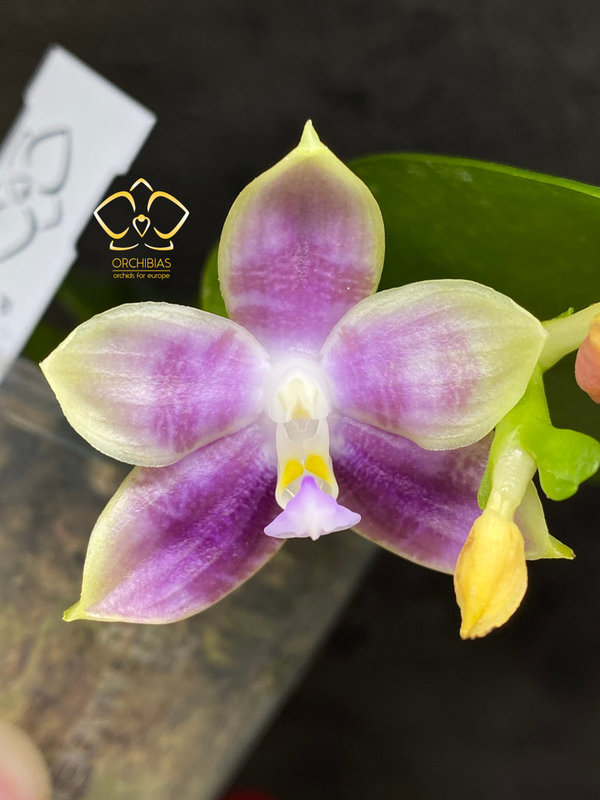 Phal. Mituo Speciosa Dragon #OR1