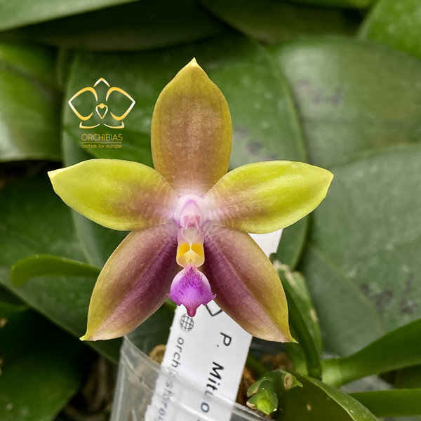 Phal. Mituo Special Princess #OR2
