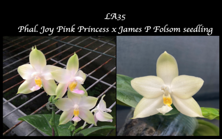 Phal. Joy Pink Princess x James P Folsom