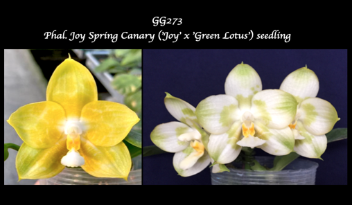 Phal. Joy Spring Canary ('Joy' x 'Green Lotus')