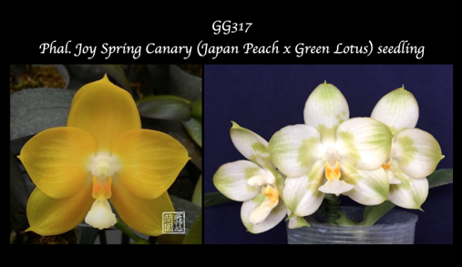 Phal. Joy Spring Canary (Japan Peach x Green Lotus)